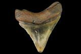 Fossil Megalodon Tooth - North Carolina #129966-1